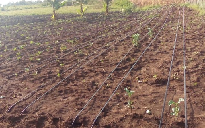 Irrigation pipes run at a farm in Kenya