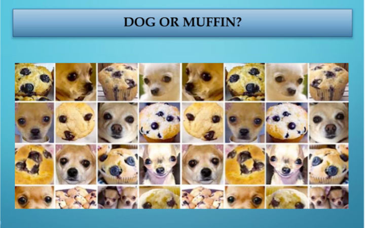 PowerPoint slide, AI confusing dogs and muffins