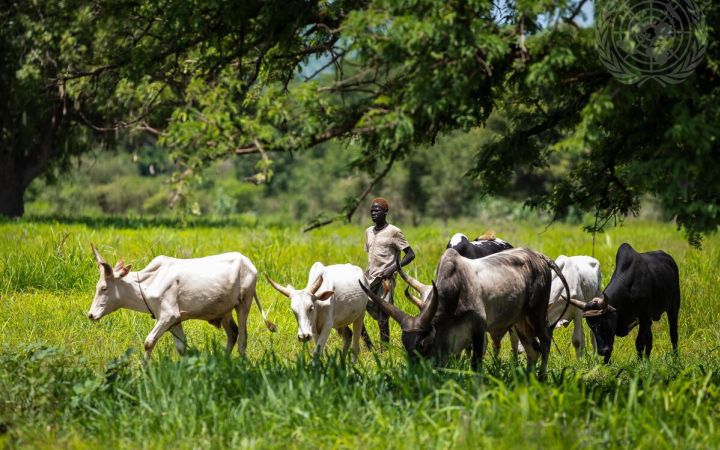 UN Photo/Gregorio Cunha UN Photo/Gregorio Cunha