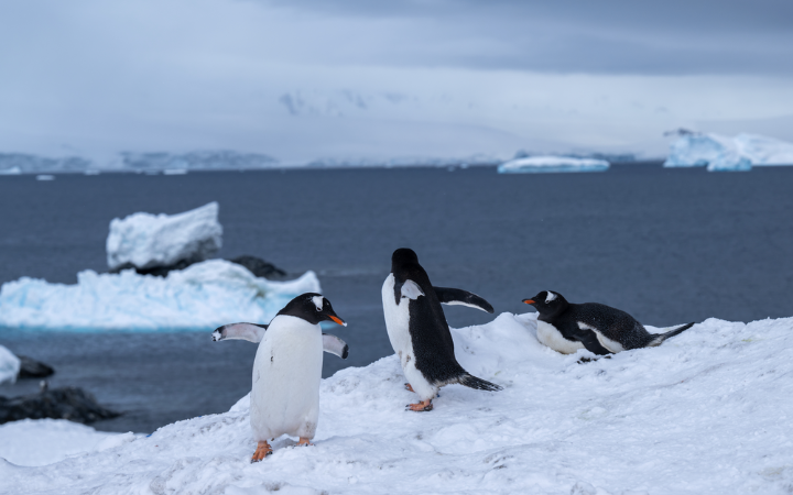 International Environmental Law  International Environmental Law