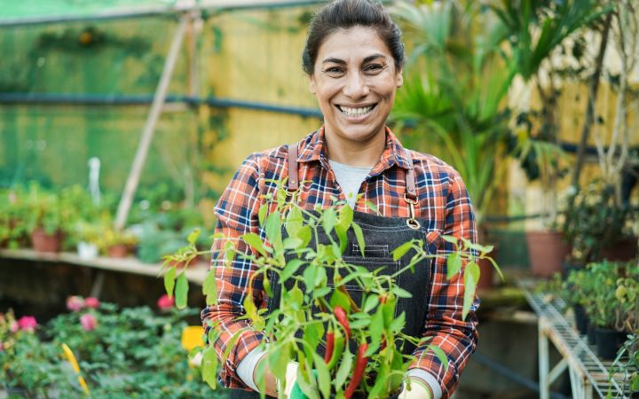 Latin American greenhouse gardener (Photo via Envato Elements) Latin American greenhouse gardener smiling while holding a pot of her chili plant